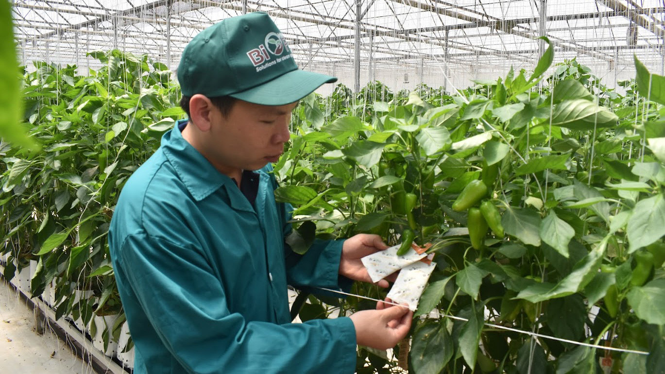 Sử dụng thiên địch thay thế thuốc bảo vệ thực vật hóa học tại một trong những nông trại nhà kính của Dalat Hasfarm