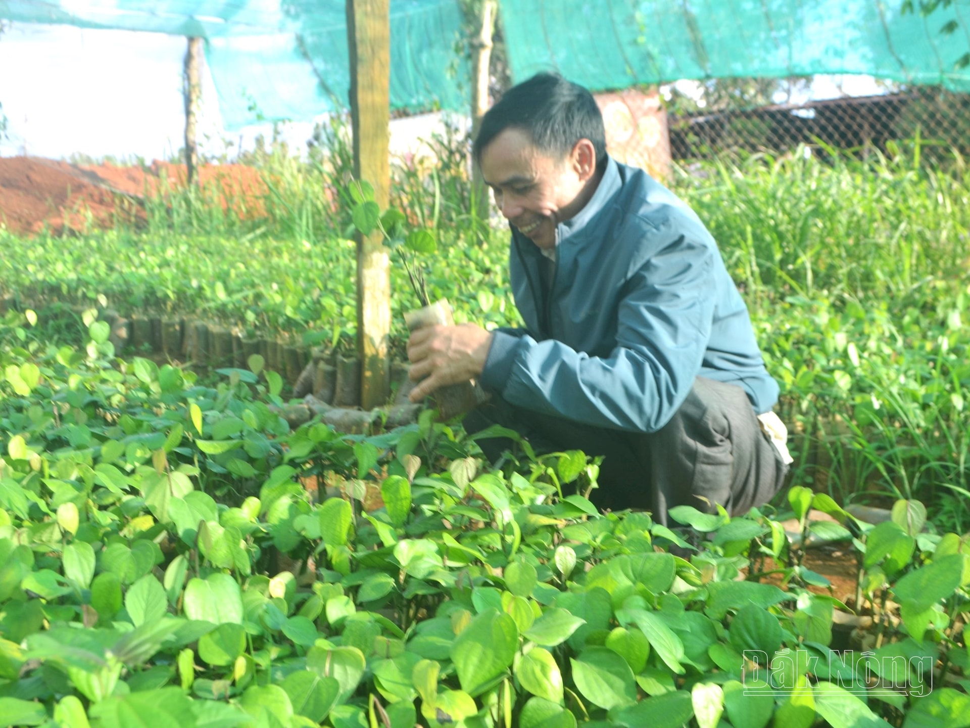 Ông Nguyễn Văn Hùng, thôn 8, xã Nâm N’Jang chọn giống tiêu Vĩnh Linh để trồng mới