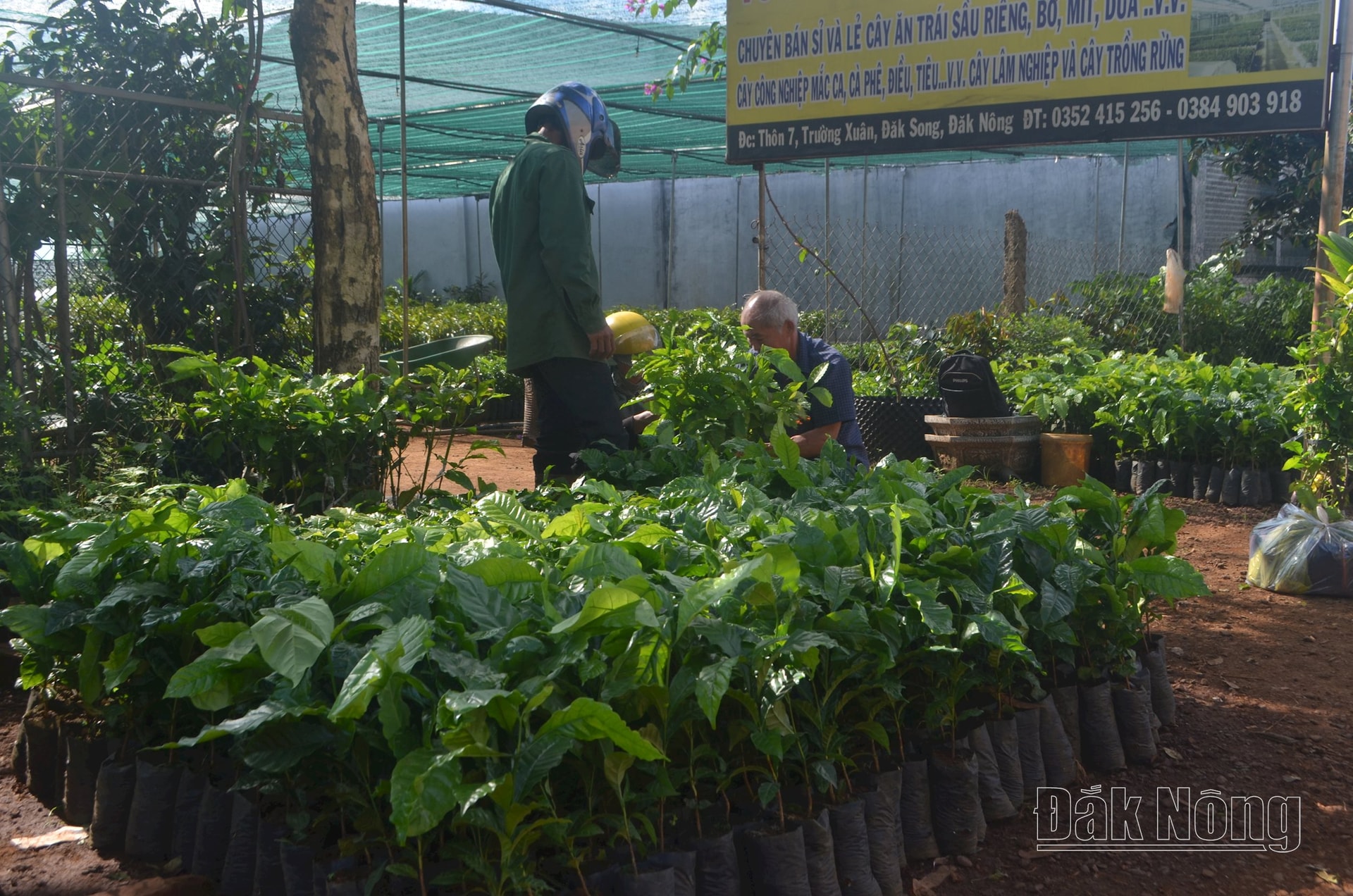 Nông dân Đăk Nông ngày càng coi trọng khâu giống để bảo đảm an toàn ,hiệu quả kinh tế