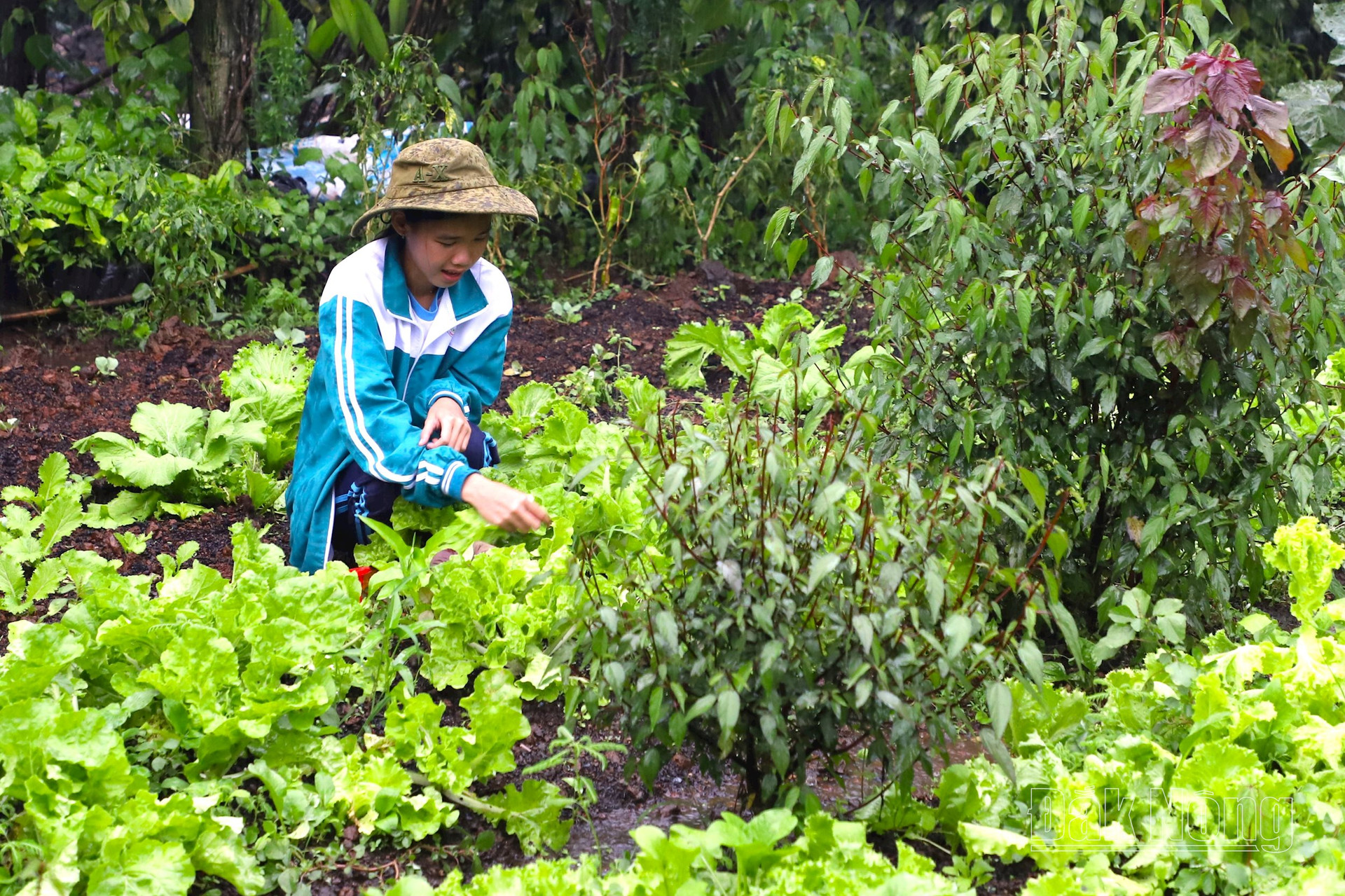 Những luống rau mà mẹ và Thu cùng trồng nay đã mọc xanh tốt, nhưng giờ đây các em không còn cơ hội cùng mẹ chia sẻ những bữa cơm gia đình