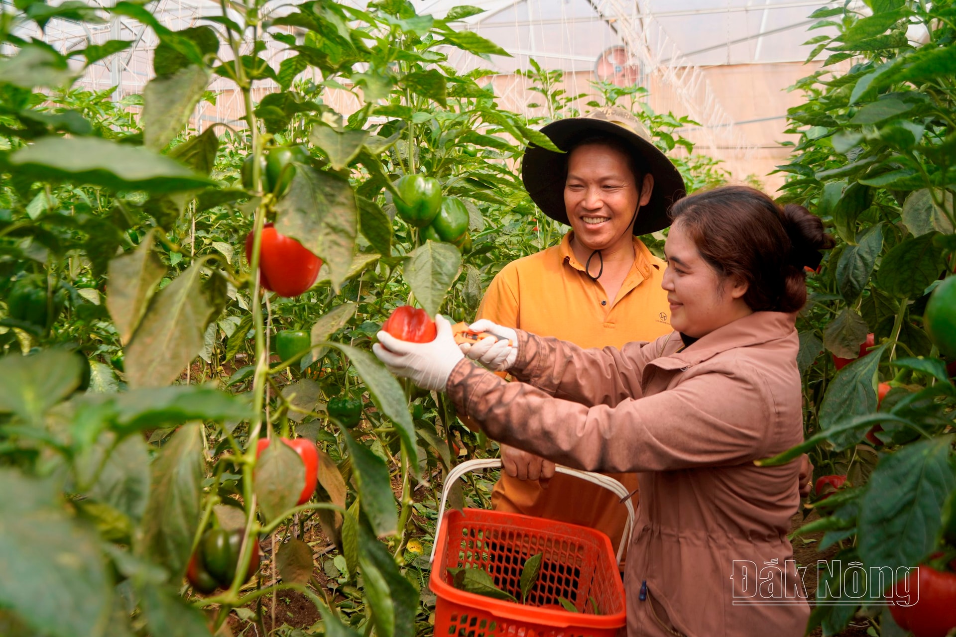 Nhiều gia đình hội viên phụ nữ đã thoát nghèo vươn lên làm giàu chính đáng và khẳng định được vị thế của người phụ nữ trong thời đại mới