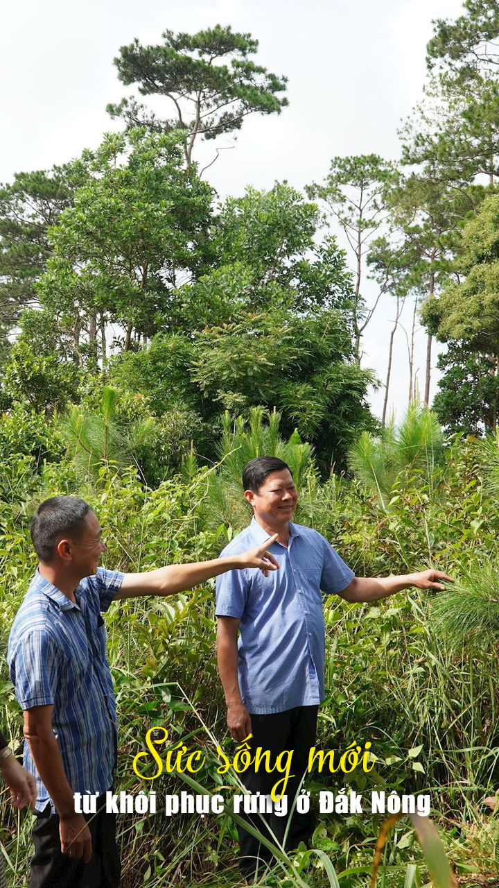 Sức sống mới từ khôi phục rừng ở Đắk Nông