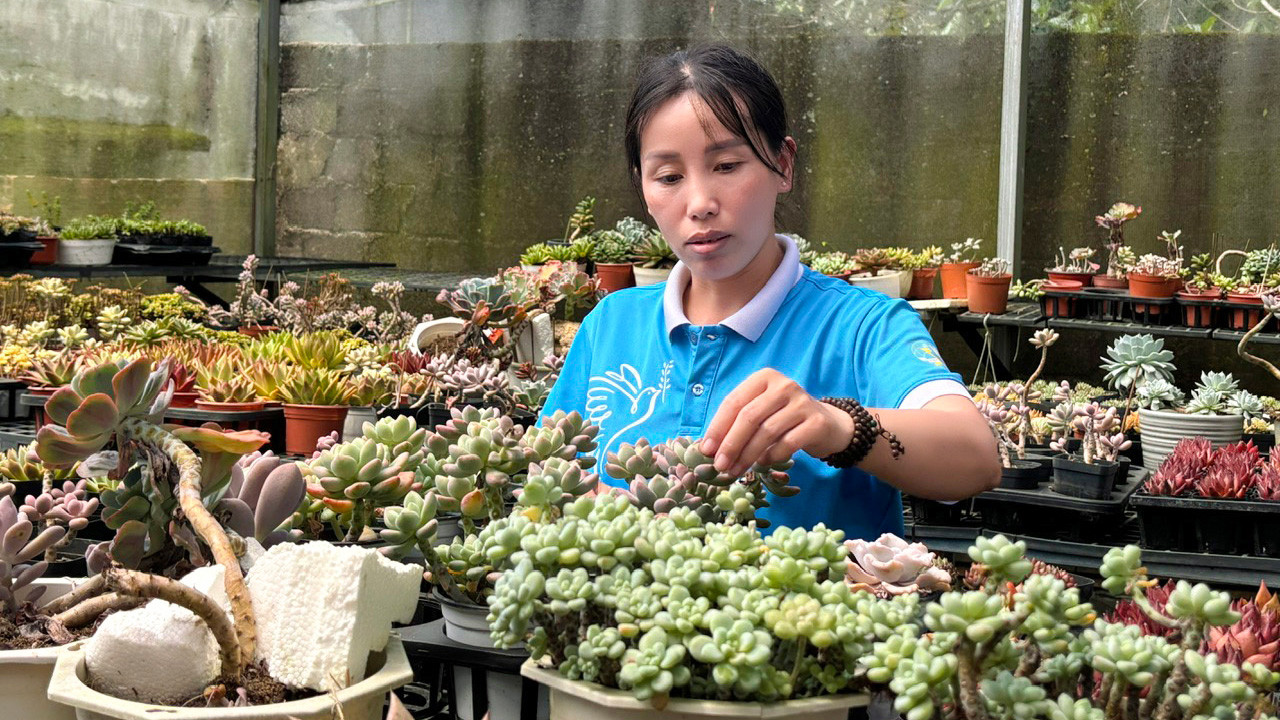 Chị Thanh Vân chăm sóc sen đá
