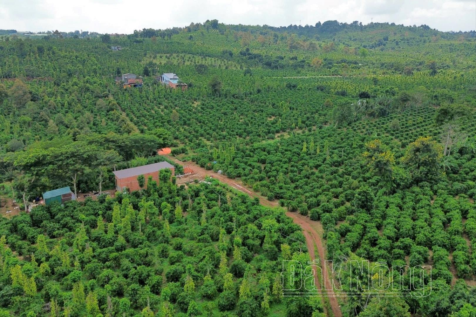 Nông dân trồng cà phê, sầu riêng ở Tây Nguyên sẽ được hưởng lợi từ các dự án của Bayer