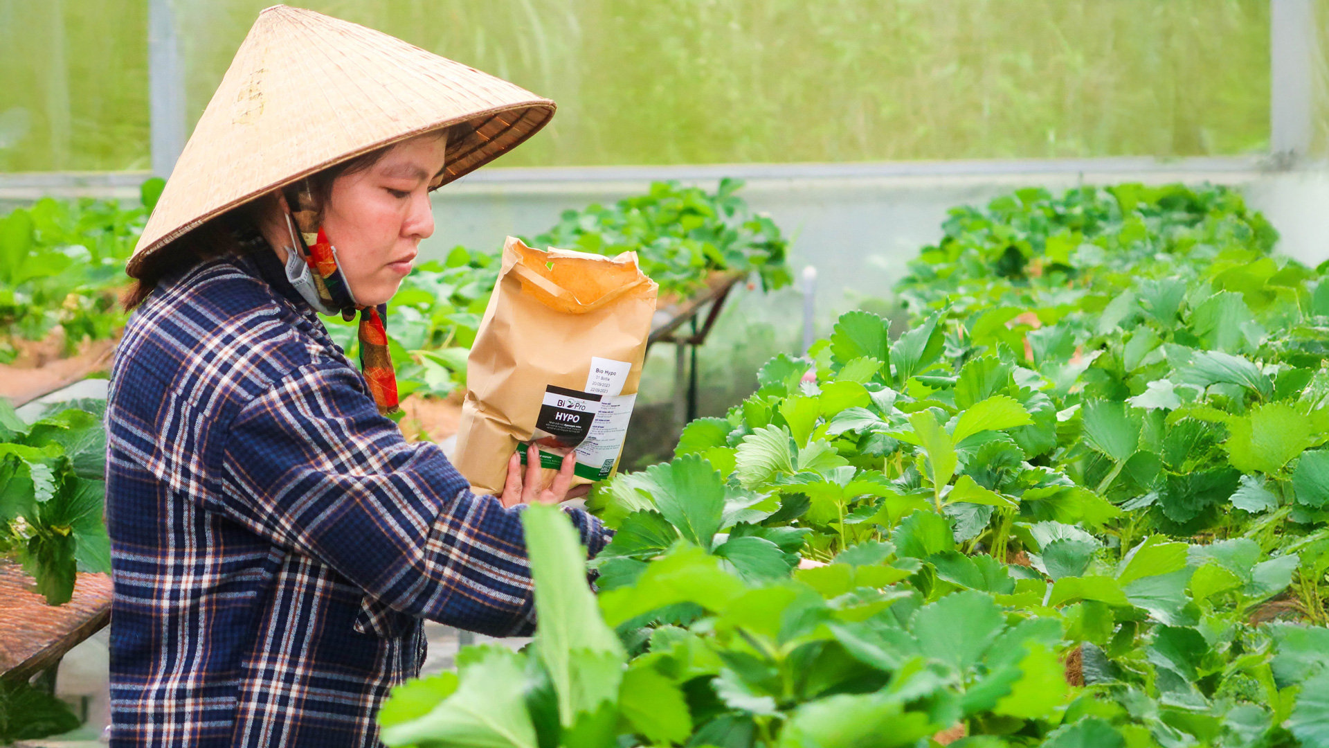 Mô hình thiên địch phòng trừ sâu bệnh hại cây dâu tây đem lại lợi nhuận9,5-12,5 triệu đồng/1.000 m2/tháng