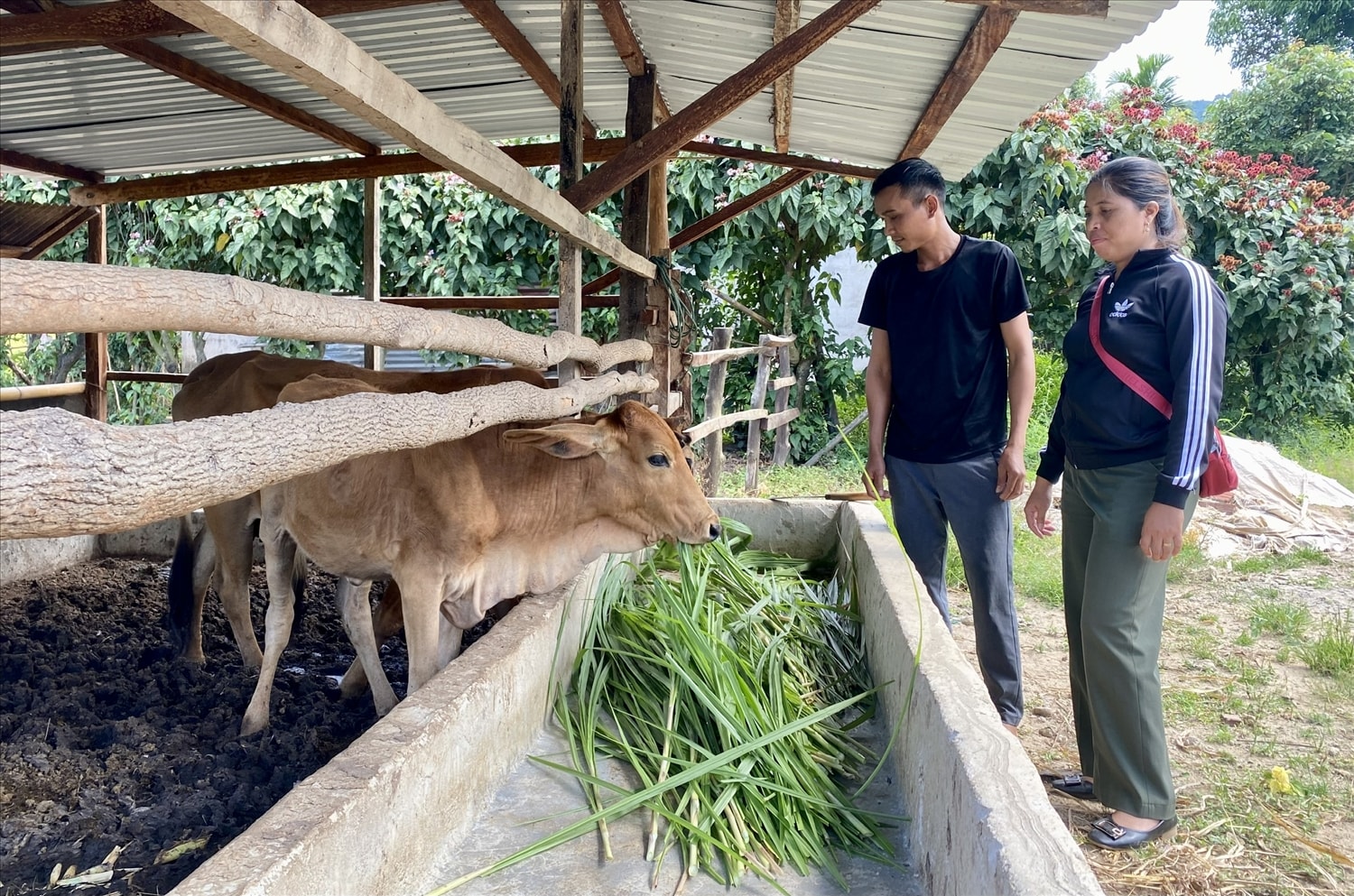 Cán bộ xã Văn Lem, huyện Đăk Tô đến từng nhà hướng dẫn các hộ nghèo chăm sóc bò sau khi được nhận hỗ trợ