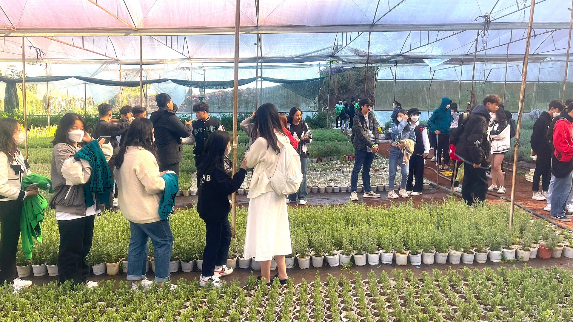 Sinh viên các trường đại học trong nước tìm hiểu quy trình nhân giống lavender tại Pio Lavender Farm Đà Lạt