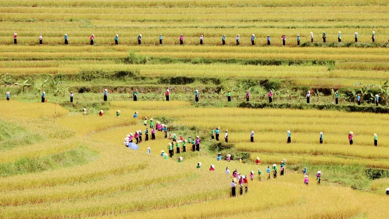 Nhiều hoạt động văn hóa được diễn ra tại lễ hội ruộng bậc thang Miền Đồi, huyện Lạc Sơn, tỉnh Hòa Bình.