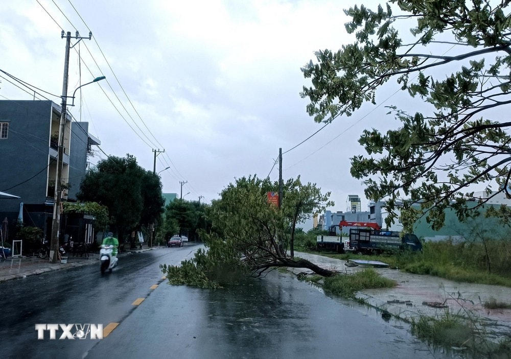 Cây đổ trên đường Lê Quảng Chí (phường Hòa Xuân, quận Cẩm Lệ). (Ảnh: Quốc Dũng/TTXVN)