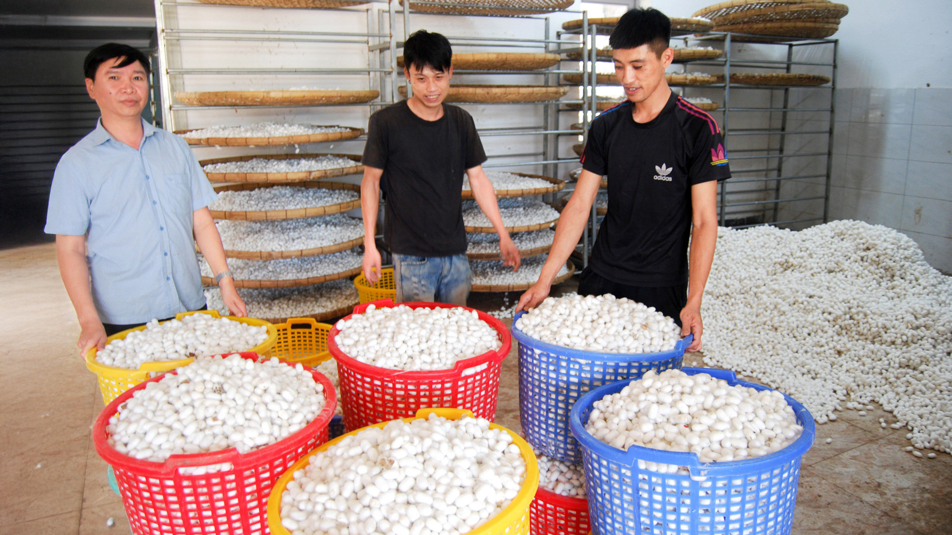 Mỗi năm Công ty TNHH Huy Vạn Hạnh bao tiêu 900 tấn kén của nông hộ liên kếttrong và ngoài làng nghề khu vực Nam Ban, Lâm Hà
