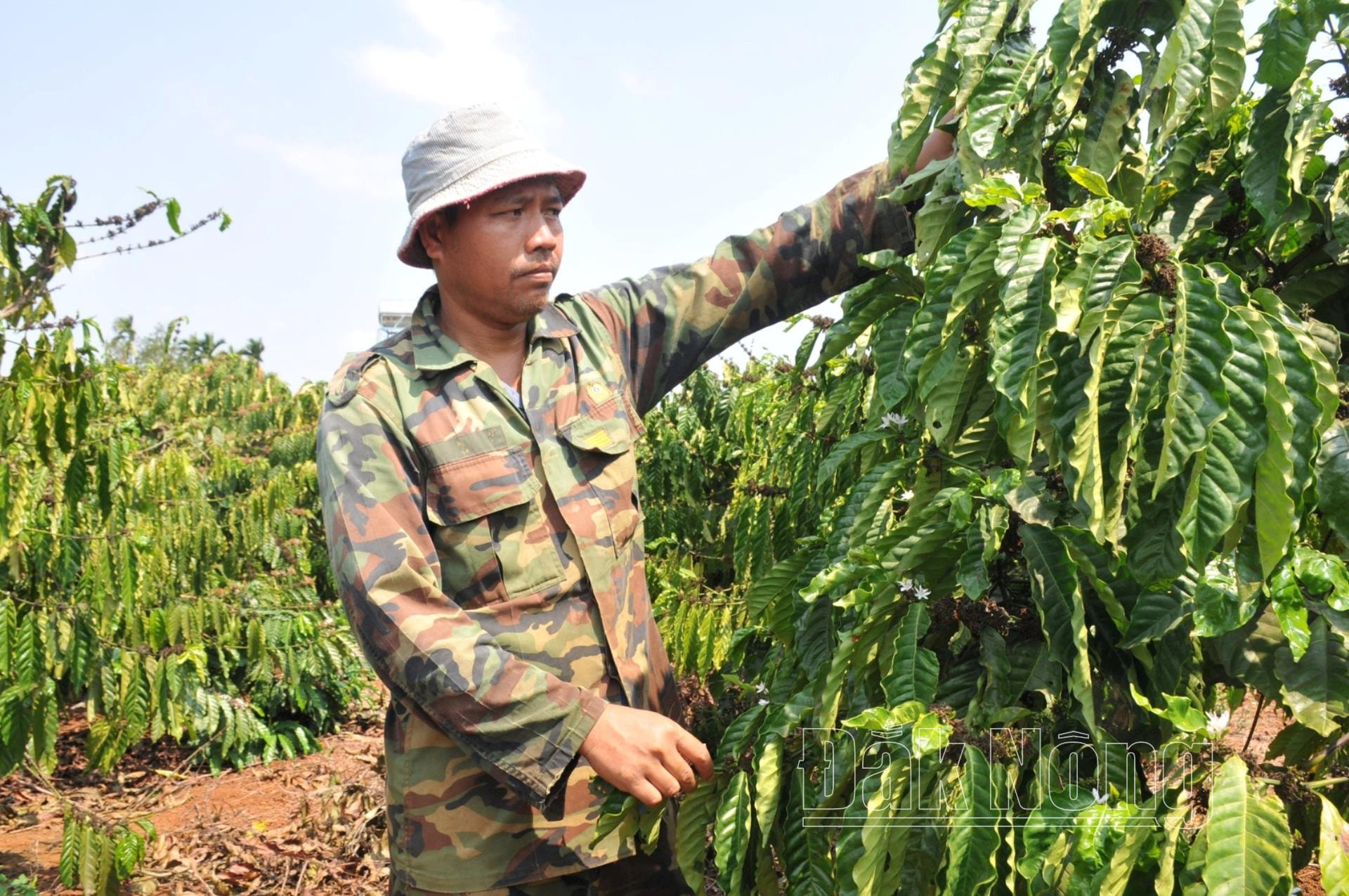 Vườn cà phê của anh Y Thiêm ở buôn U1, thị trấn Ea T’ling, huyện Cư Jút (Đắk Nông) xanh tốt nhờ áp dụng các biện pháp kỹ thuật trong chăm sóc, tưới nước