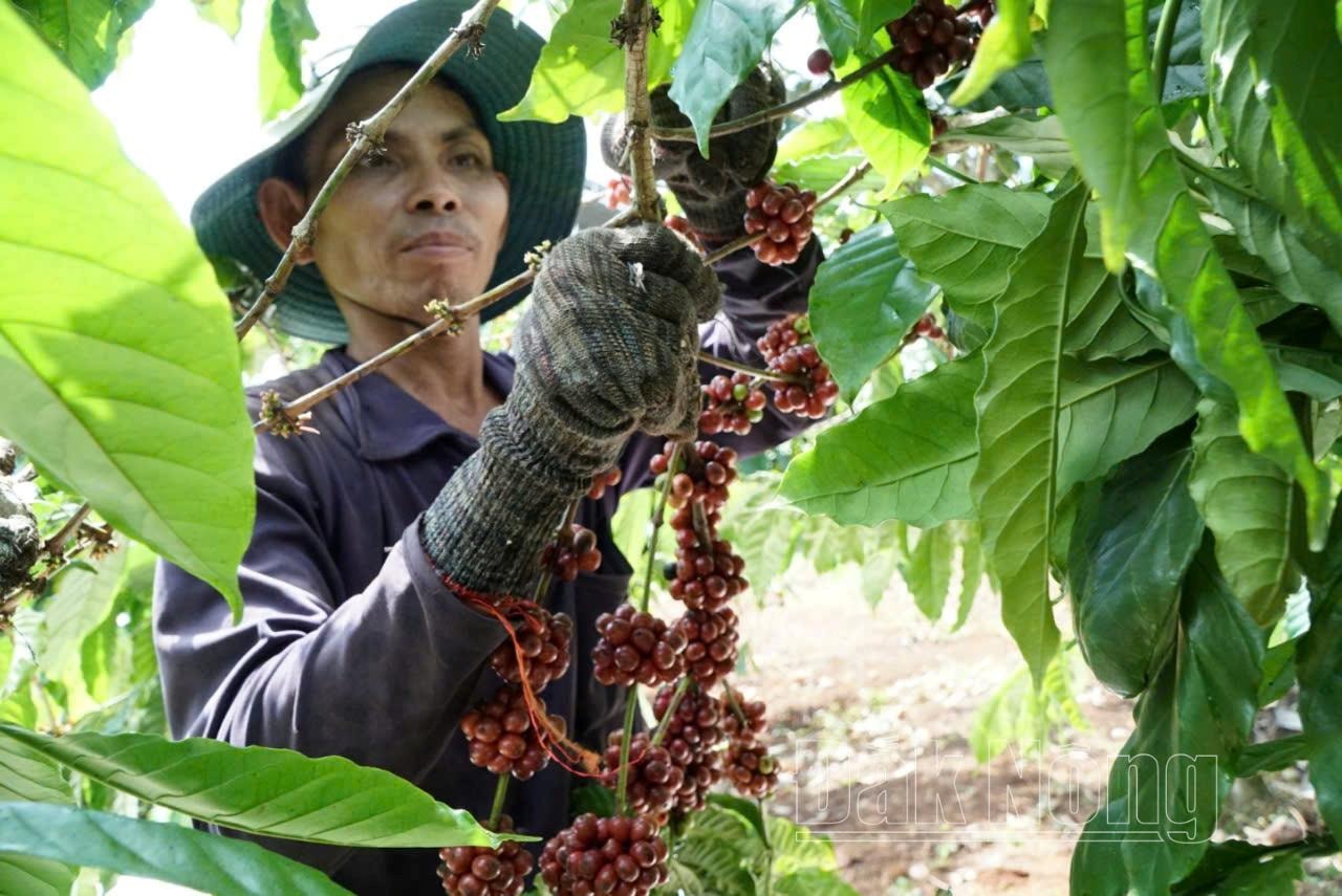 Nhiều giống cà phê mới, chất lượng cao như TRS1, TR4, TR9, TR11, cà phê dây,... phù hợp với điều kiện canh tác của tỉnh được nông dân đưa vào sản xuất đã đến giai đoạn thu hoạch