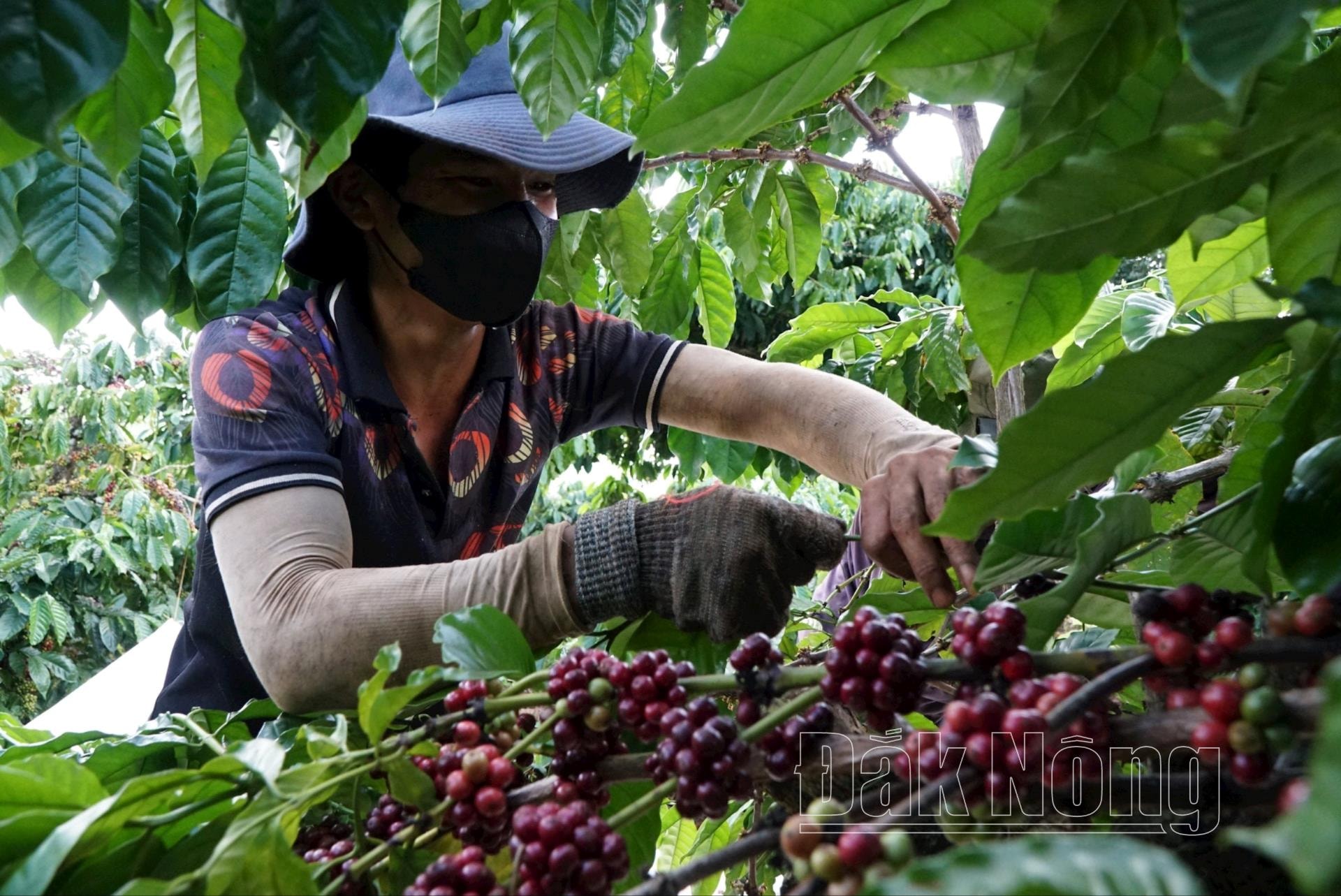 Hiện nay, nông dân Đắk Nông đang tuyển lựa những cây cà phê có tỉ lệ quả chín nhiều để thu hoạch