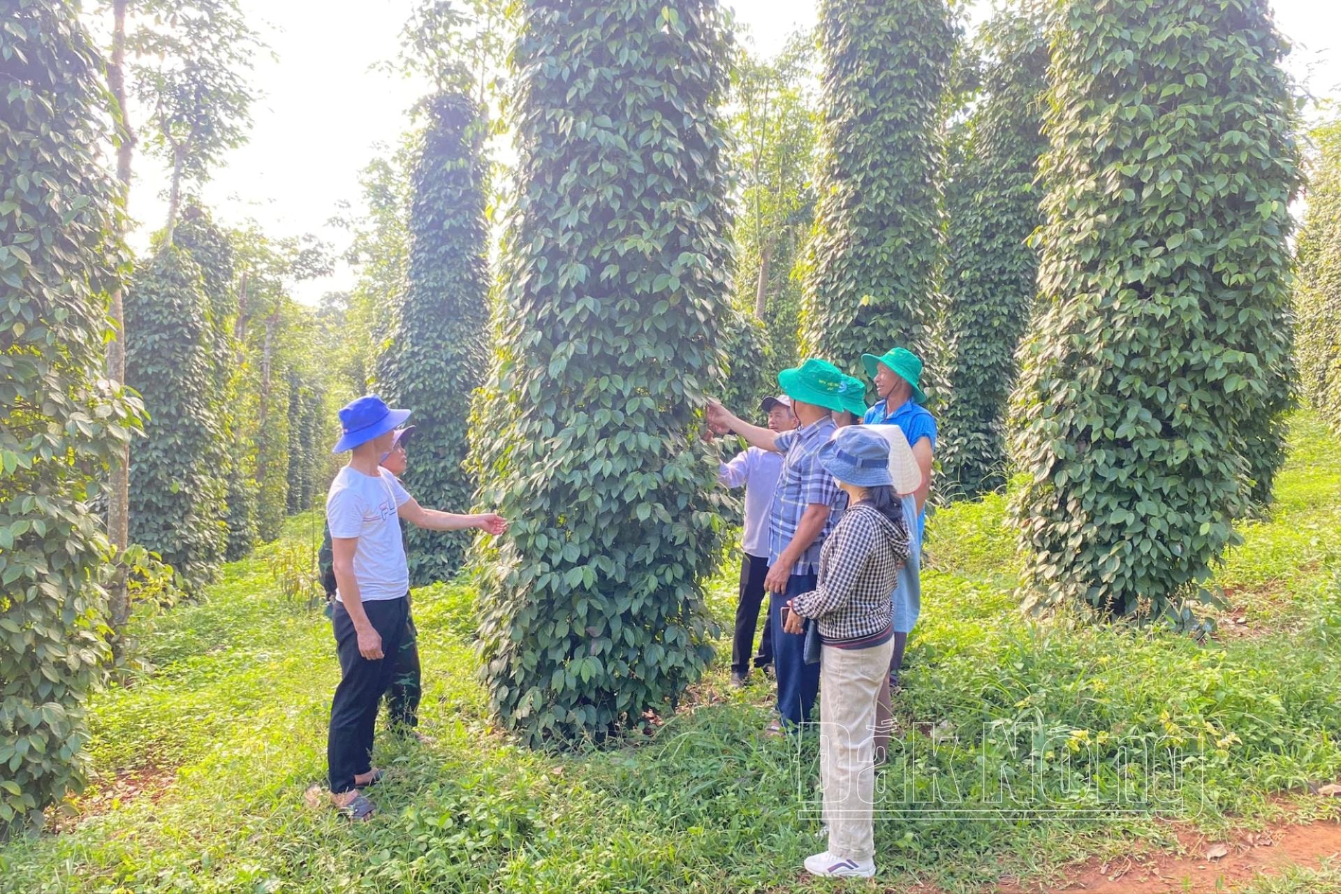 Các đại biểu đi thăm vườn hồ tiêu hữu cơ tại Hợp tác xã Đoàn Kết, xã Nam Bình, huyện Đắk Song (Đắk Nông)