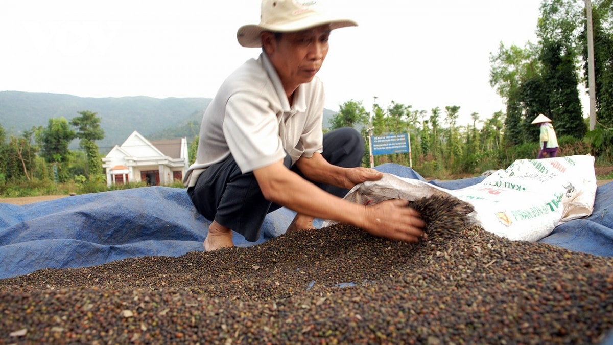 Giá hồ tiêu dự báo tăng gấp đôi: Nông dân mừng, doanh nghiệp xuất khẩu lo