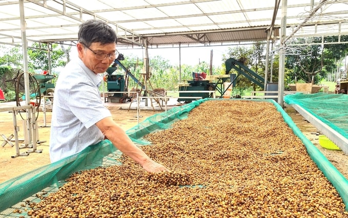 Gia Lai dành nhiều chính sách đầu tư thiết bị, sân phơi bài bản nhằm nâng cao chất lượng sản phẩm cà phê. Ảnh: Đăng Lâm. 