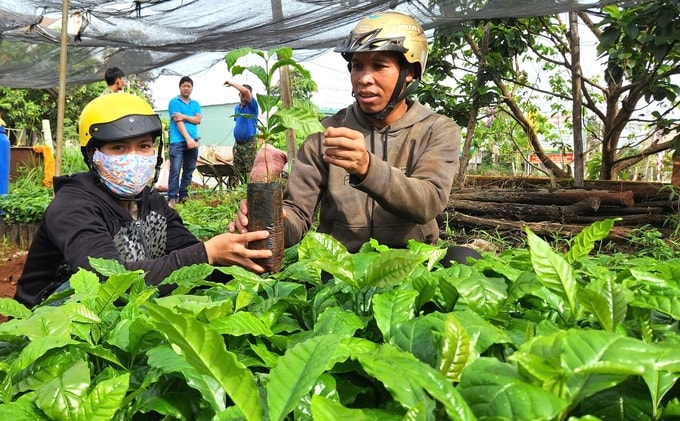 Tuyển chọn giống tốt phục vụ tái canh cà phê ở Gia Lai. Ảnh: Đăng Lâm. 