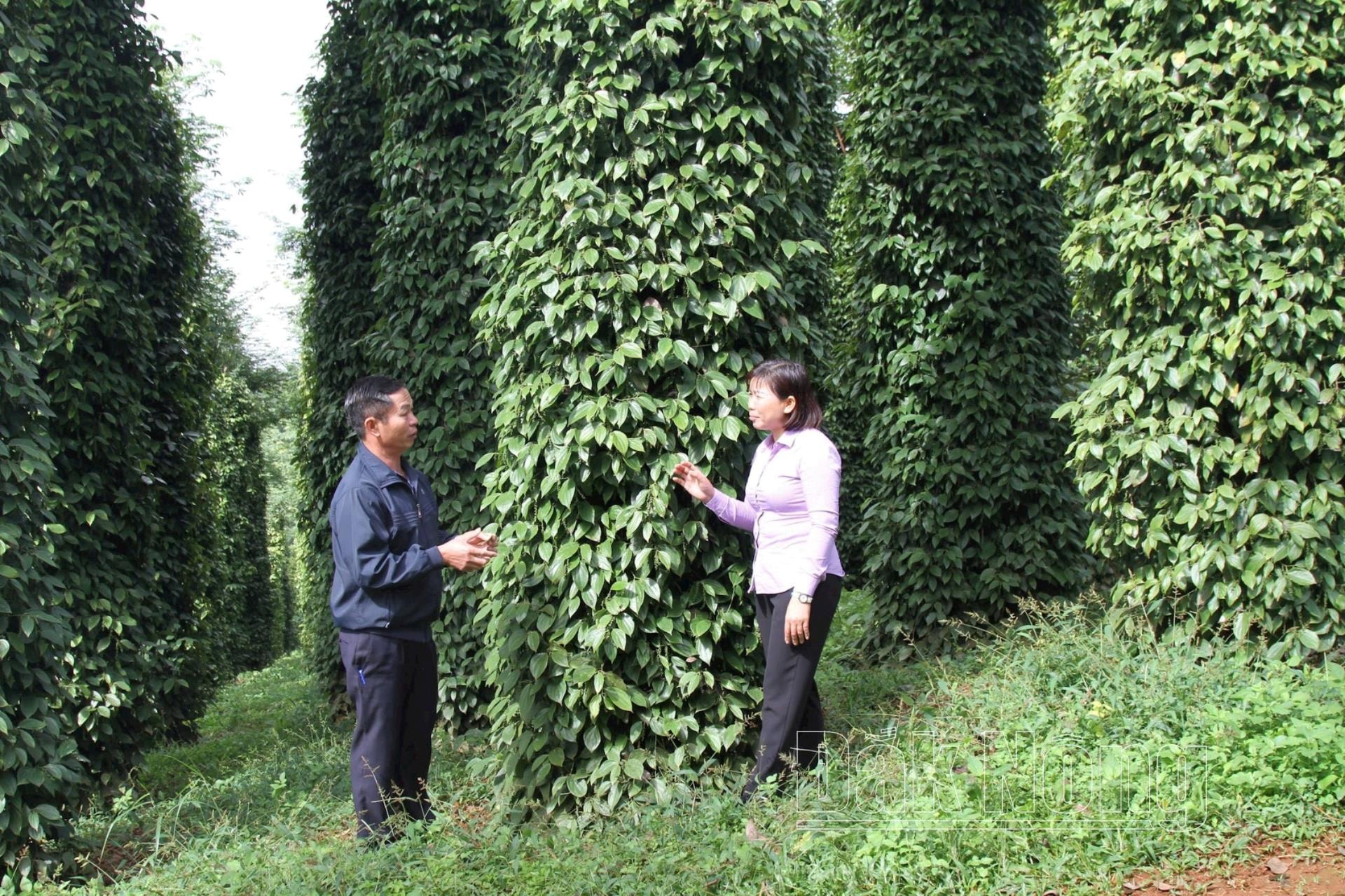 Vườn hồ tiêu của ông Lê Thanh Mười ở xã Nam Bình, huyện Đắk Song (Đắk Nông) xanh tốt nhờ canh tác theo hướng hữu cơ