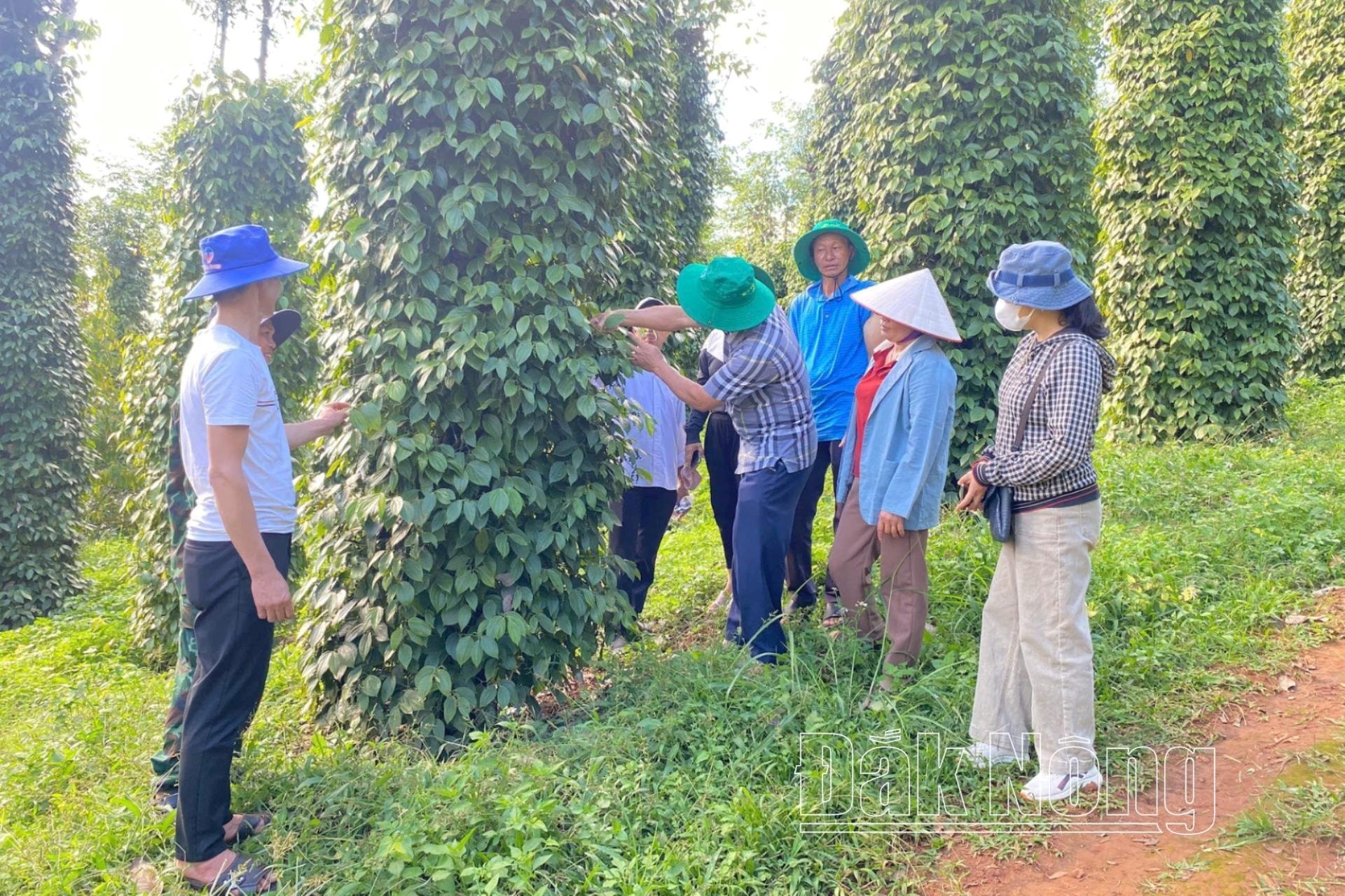 Đội ngũ khuyến nông viên cộng đồng luôn đồng hành cùng người trồng tiêu huyện Đắk Song (Đắk Nông)