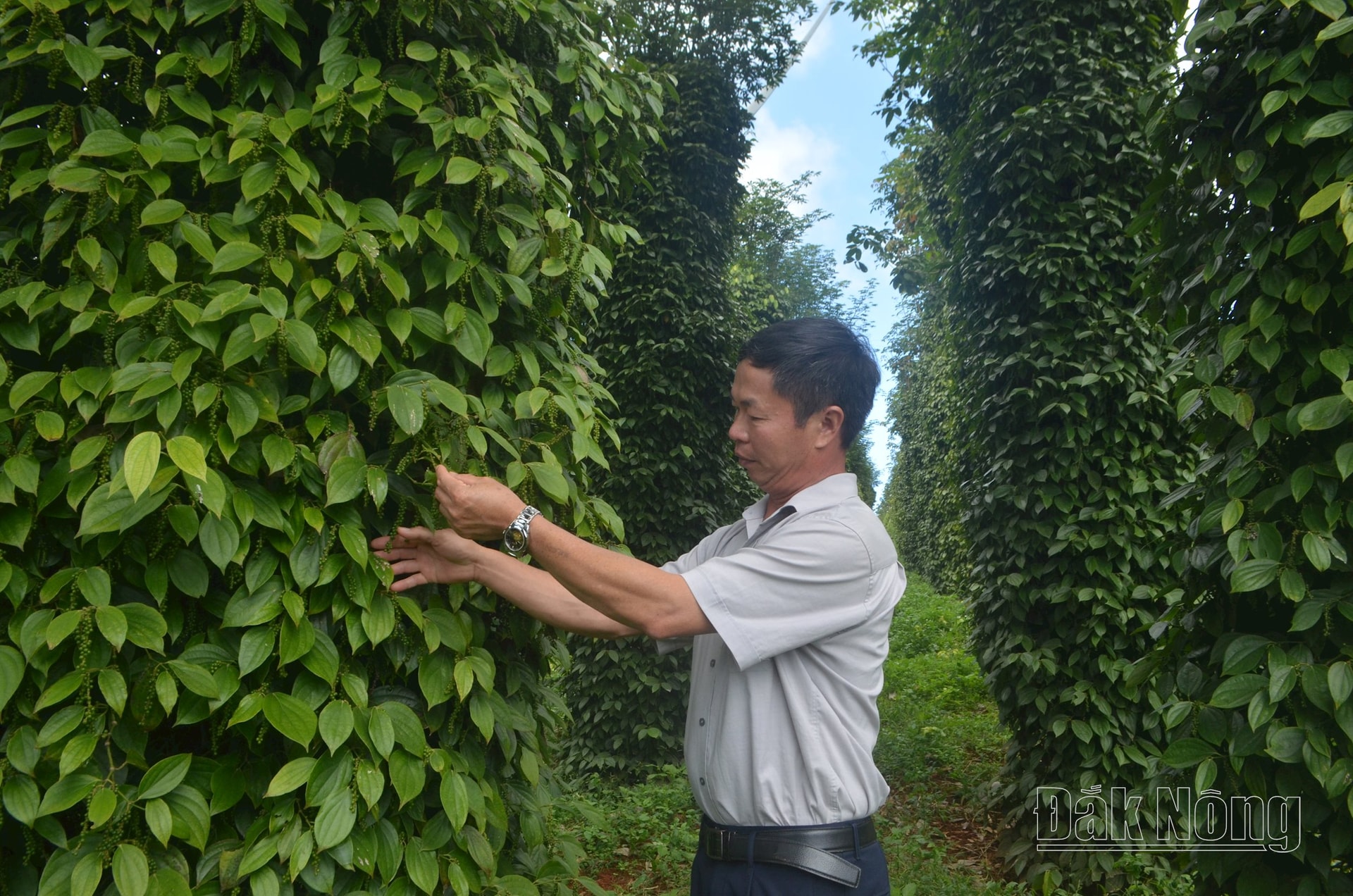 Liên kết ngành hàng hồ tiêu phát triển mạnh