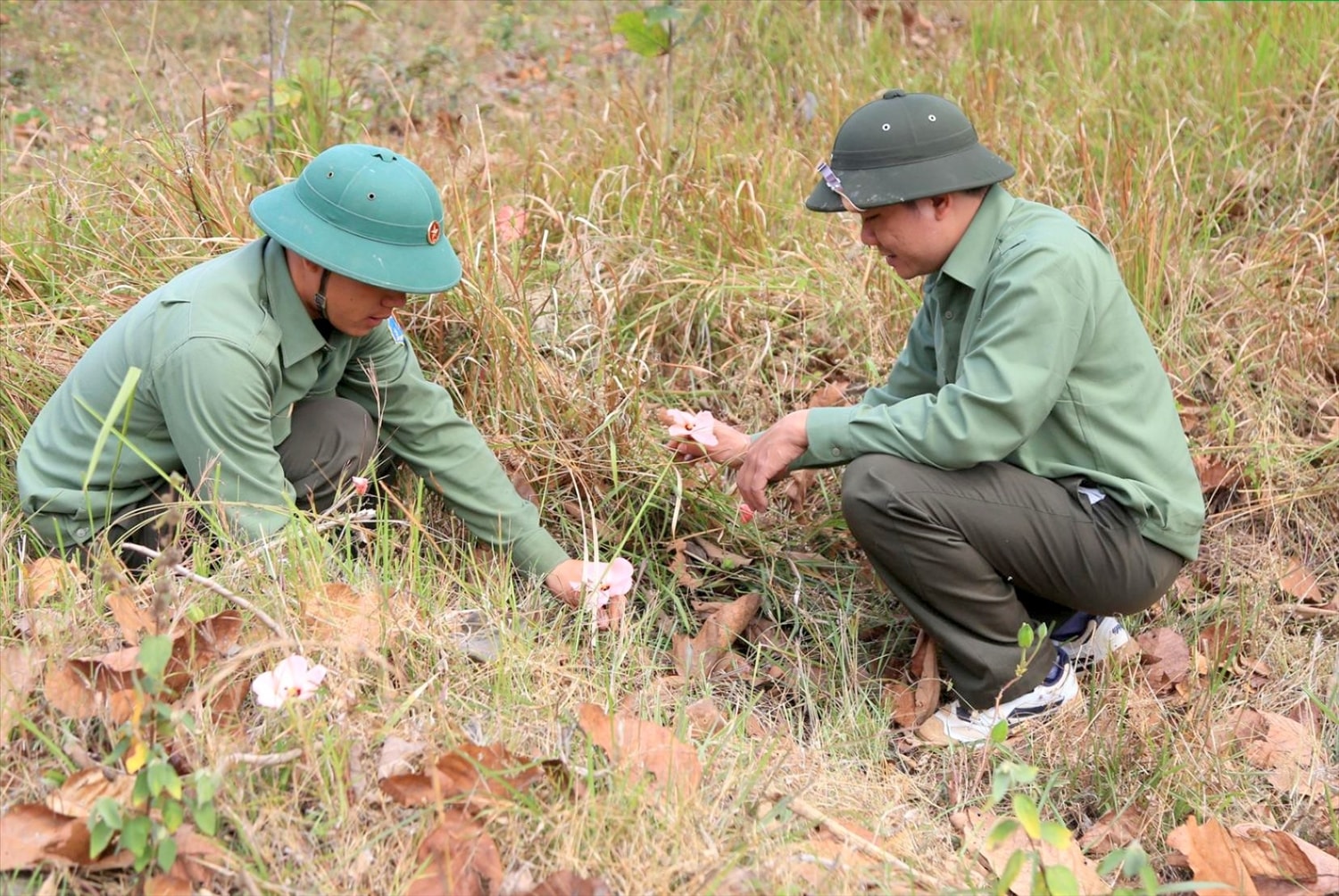 Trong lâm phần quản lý của Công ty TNHH MTV Đầu tư phát triển Đại Thành có nhiều dược liệu quý (ảnh: Lê Phước)