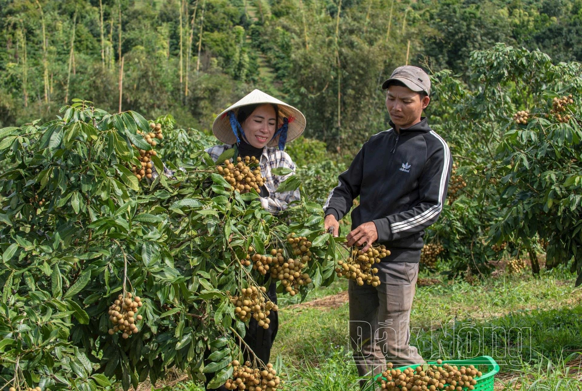 Dự kiến vụ này gia đình chị Thanh thu hơn 5 tấn nhãn