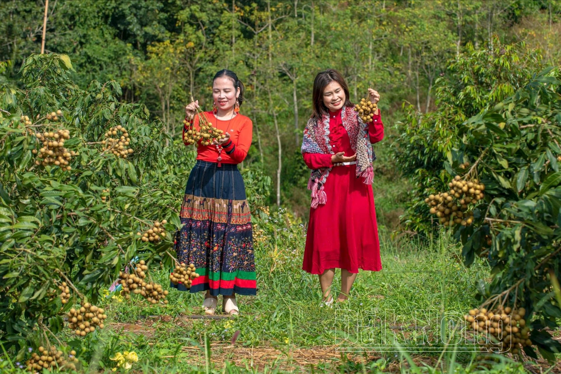 Vườn nhãn đang thu hút khách tham quan dịp cuối tuần