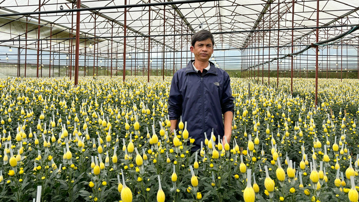 Vườn cúc được chiếu sáng bằng hệ thống điện mặt trời