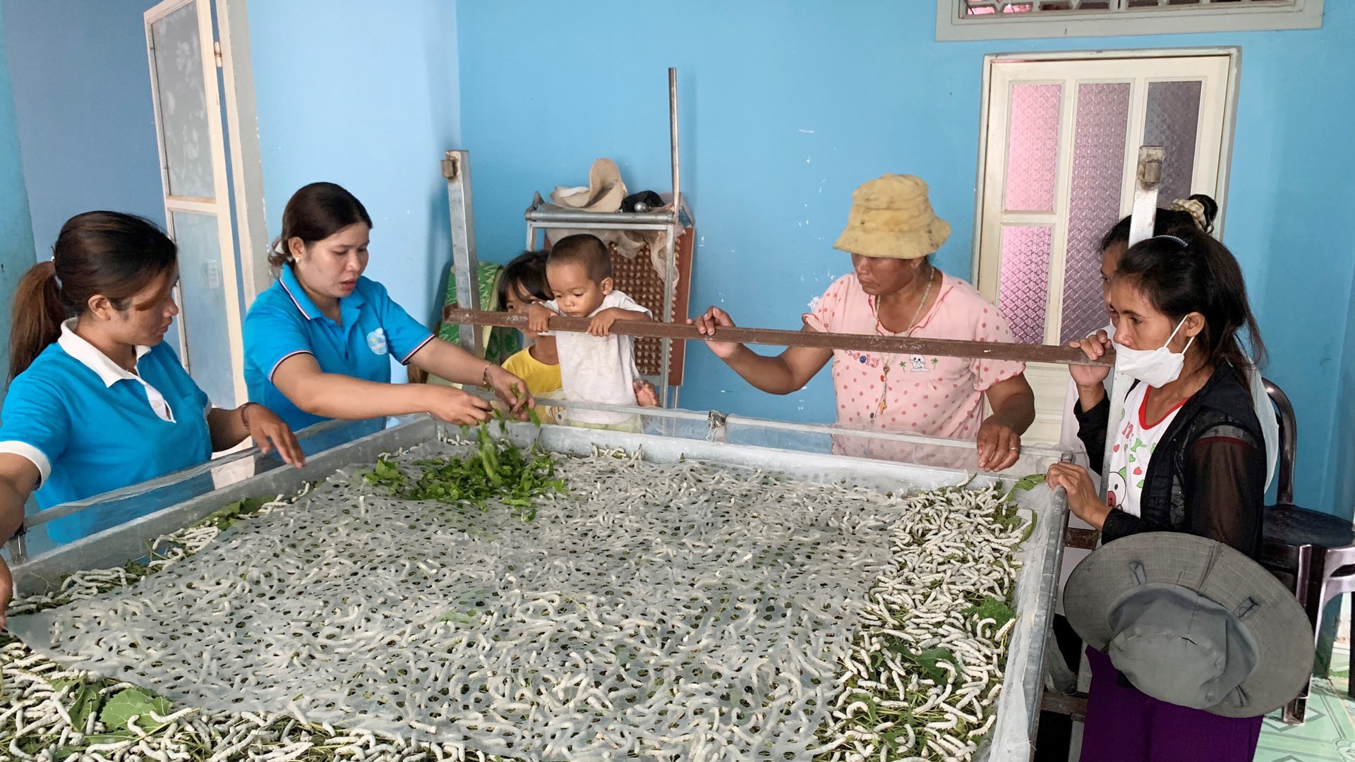 Nghề trồng dâu, nuôi tằm đang là lựa chọn phù hợp để hội viên phụ nữ phát triển kinh tế gia đình