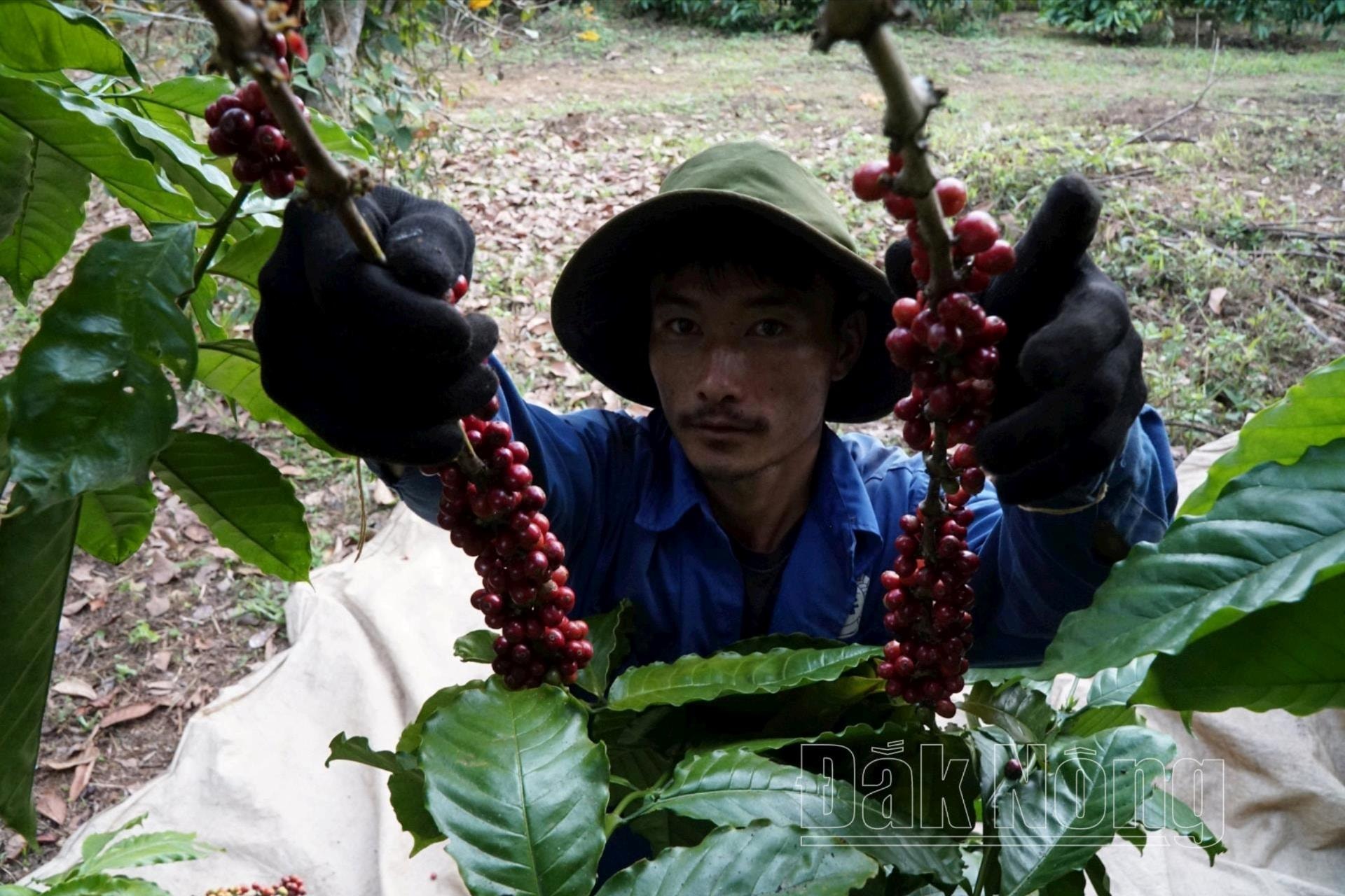 Nhiều nông dân Đắk Nông đã chú trọng thu hoạch cà phê có tỷ lệ quả chín cao để bảo đảm chất lượng sản phẩm