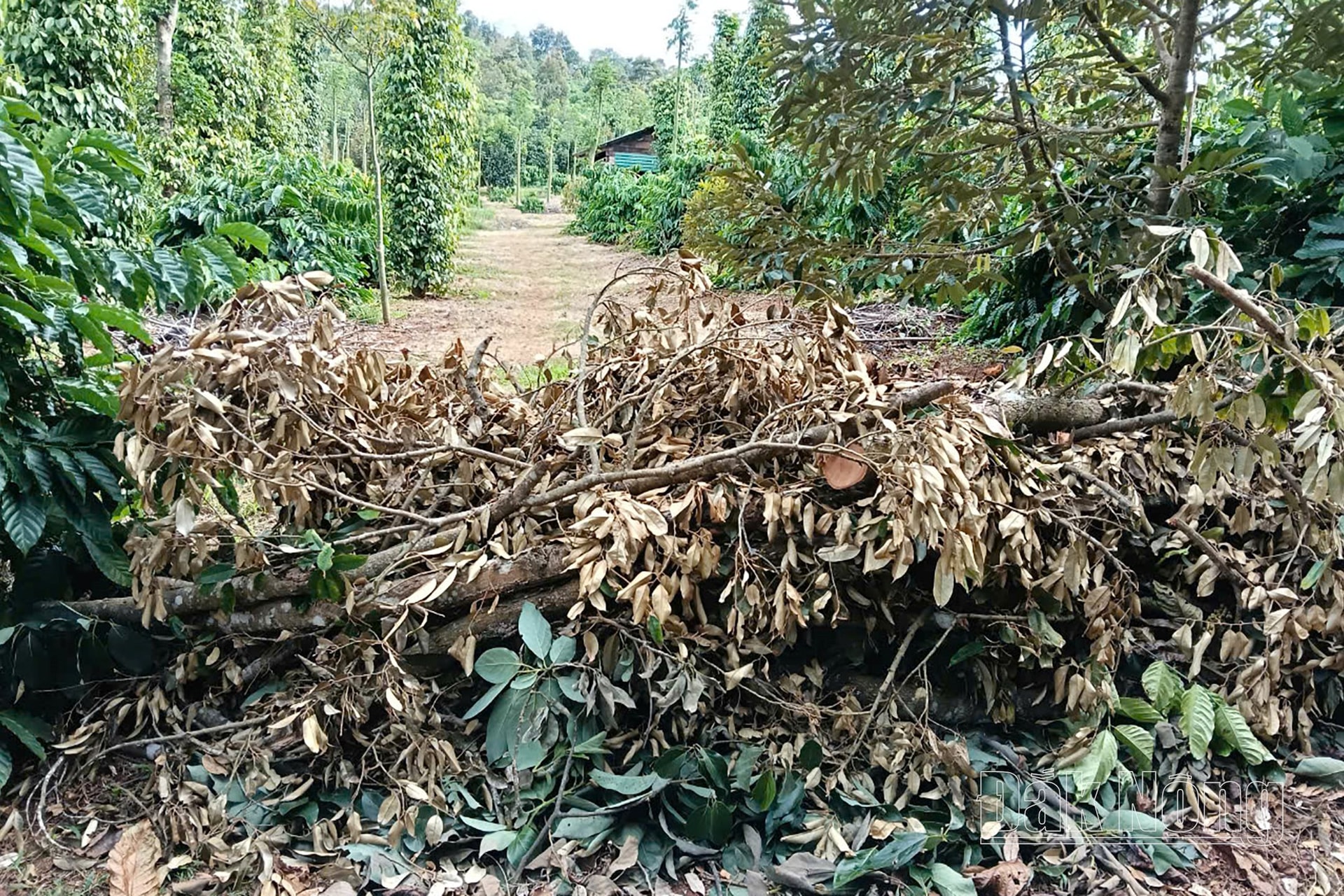 a phan hoi