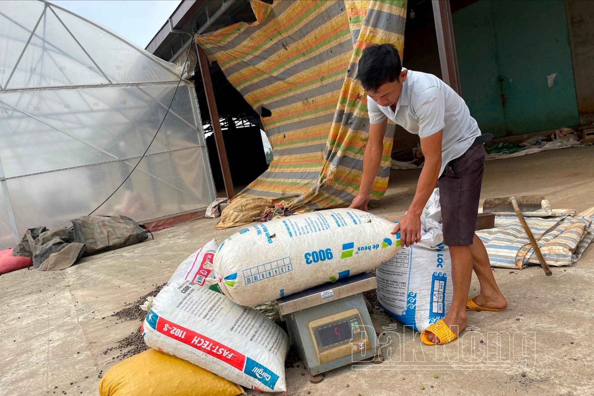 Người dân cân cà phê bán cho thương lái 