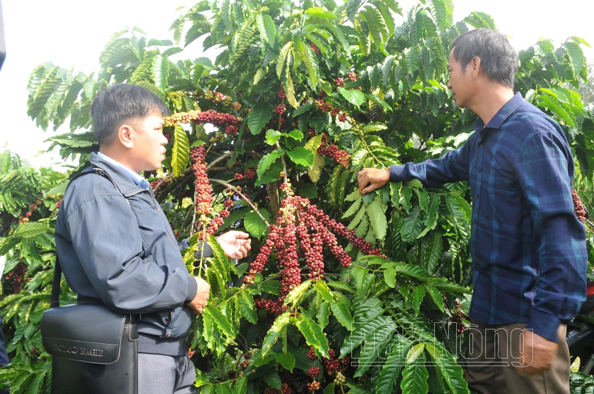 Áp dụng biện pháp kỹ thuật, sản xuất theo hướng hữu cơ, giúp ông Đặng Văn Dũng ở xã Tân Thành, huyện Krông Nô nâng cao thu nhập 