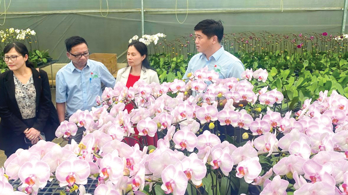 Hoa lan hồ điệp Lâm Đồng đạt lợi nhuận trung bình 3 tỷ đồng/ha/năm