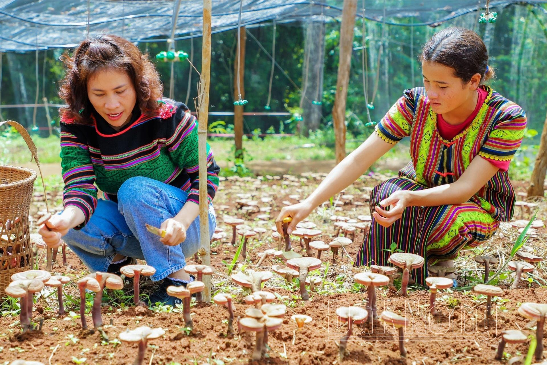 dong-bao-dan-toc-mnong-xa-dak-buk-so-tuy-duc-trong-nam-linh-chi-duoi-tan-rung-mang-lai-hieu-qua(1).jpg