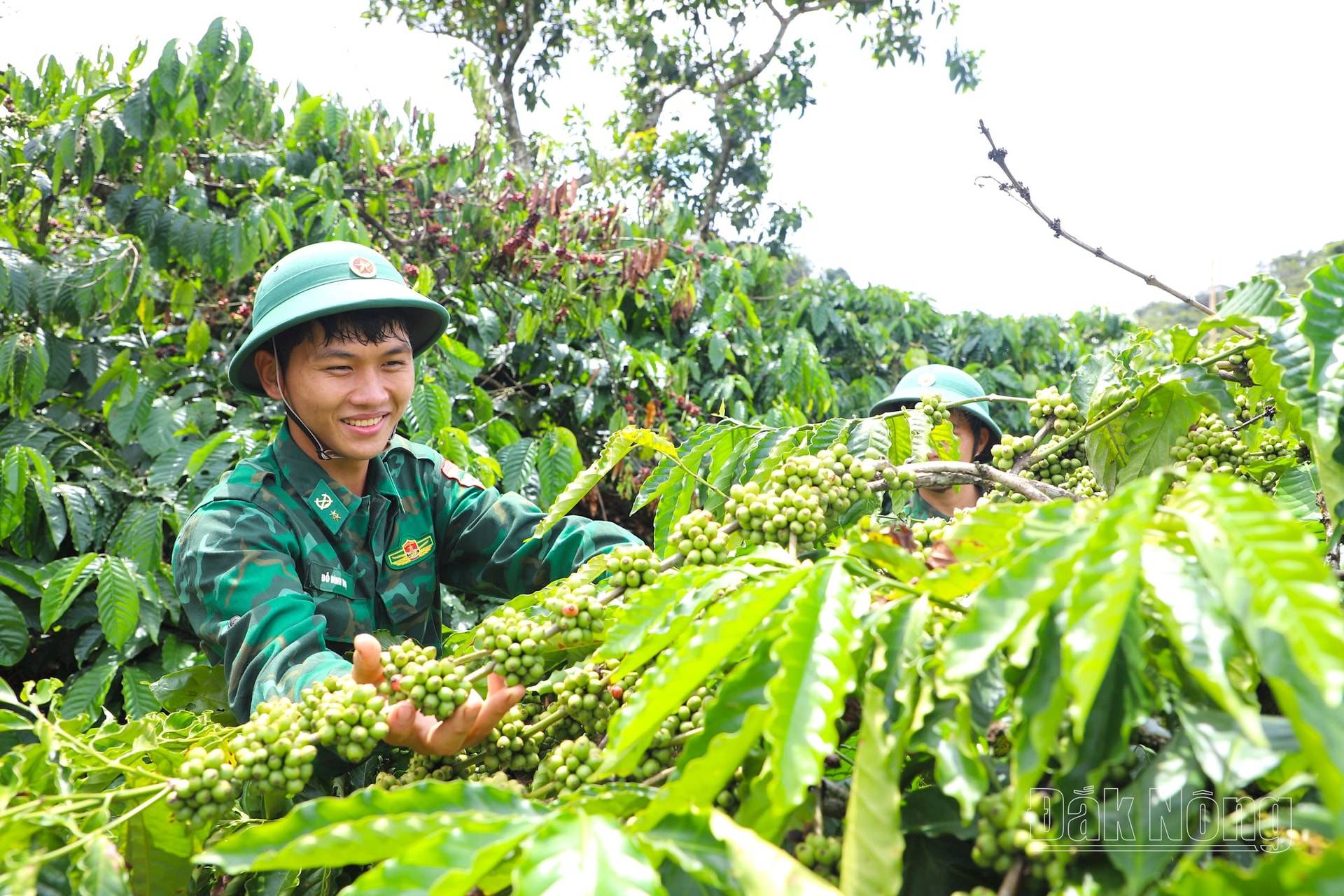 Những cây cà phê trĩu quả là thành quả từ sự chăm chỉ và tinh thần lao động của các chiến sĩ Đồn Biên phòng Bu Cháp. Binh nhất Đỗ Đình Thọ phấn khởi khi cùng đồng đội thu hoạch cà phê