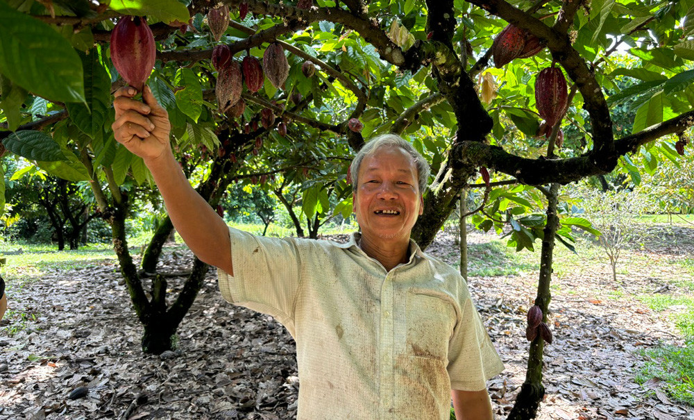 Nông dân Trần Văn Chương và vườn ca cao tham gia liên kết với Bản Cacao
