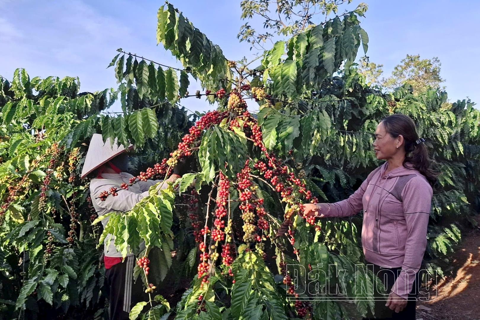 Cà phê là cây trồng chủ lực của ngành nông nghiệp và đóng góp rất lớn trong tỷ trọng kinh tế của huyện