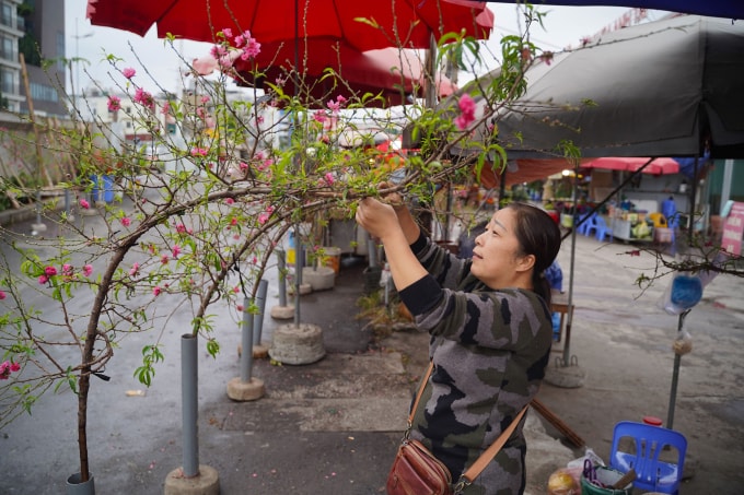 Bà Lưu Thị Hậu (tiểu thương chợ hoa Quảng An, Tây Hồ) cho biết, những cây đào nở sớm này chủ yếu phục vụ những người có nhu cầu trang trí nhà cửa, văn phòng trong dịp Noel và Tết Dương lịch. Đây là một xu hướng khá phổ biến trong những năm gần đây, khi nhiều người muốn tận hưởng không khí Tết sớm hơn. Đào được bán cho Tết Âm lịch sẽ được tuốt lá vào thời điểm thích hợp, và thường được bán ra thị trường từ khoảng 10-15 ngày trước Tết. Lúc đó, hoa đào sẽ ở trạng thái nụ hoặc mới chớm nở, để khi đến đúng đêm giao thừa và những ngày đầu năm mới, hoa sẽ nở rộ, mang lại may mắn và tài lộc.