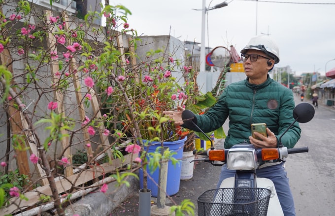 Giá cả của đào và quất năm nay không chênh lệch nhiều so với năm ngoái, cành dao động tùy thuộc vào kích thước và số lượng hoa.