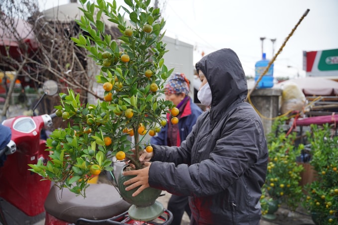 Các tiểu thương cho hay, thị trường năm nay mới bắt đầu, giá quất cảnh có tăng nhẹ so với năm ngoái vì đợt bão vừa rồi cây chết nhiều. Tuy nhiên cũng không đáng kể.