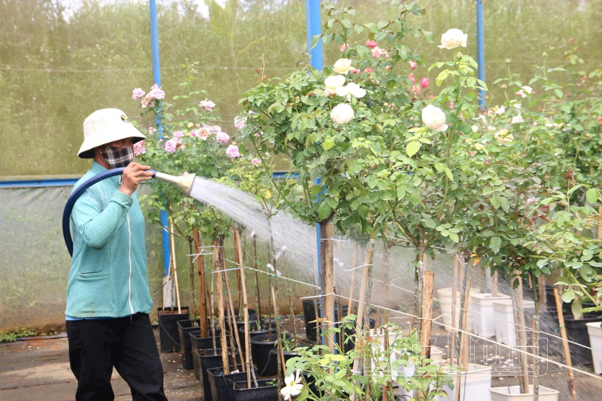 Bỏ phố, bỏ lương cao lên núi ở Đắk Nông trồng hoa hồng ngoại kiểu gì mà hotboy này thu 10 tỷ?- Ảnh 3.