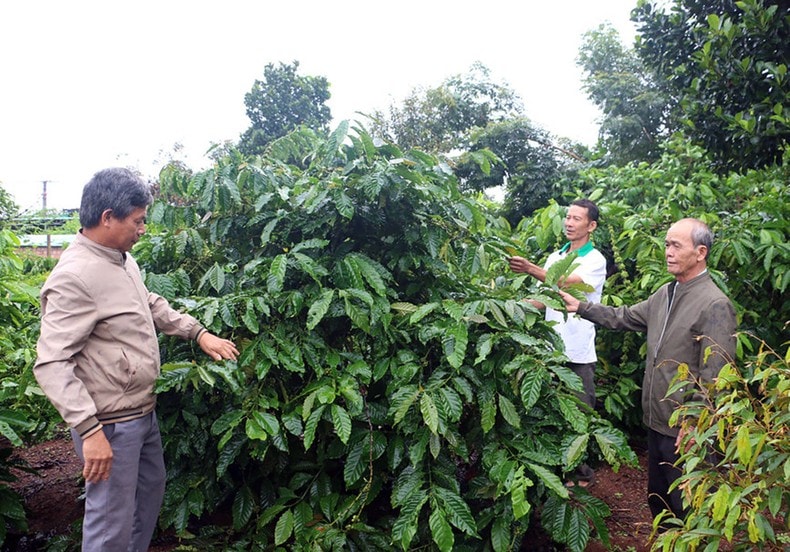 Đồng hành cùng nông dân làm giàu ảnh 1