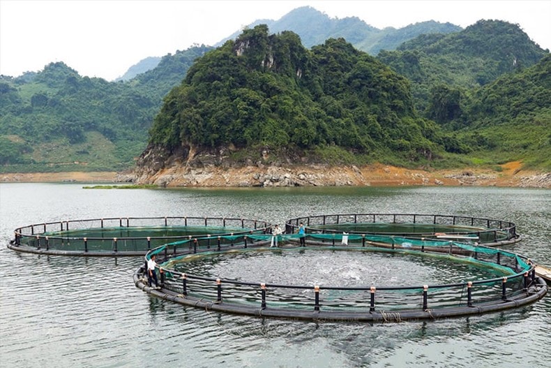 Đồng hành cùng nông dân làm giàu ảnh 2