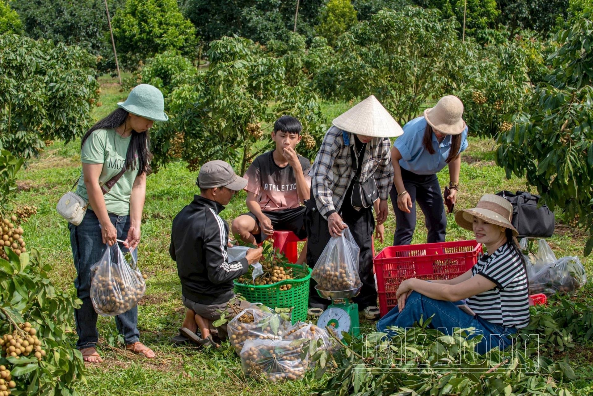 Mô hình nông nghiệp trải nghiêm