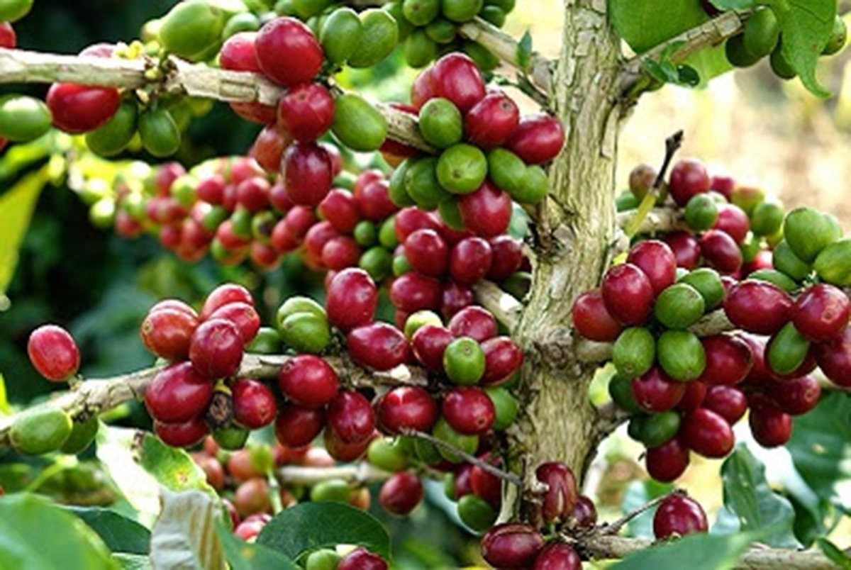 Giá cà phê hôm nay 24/3: Cà phê robusta giảm mạnh