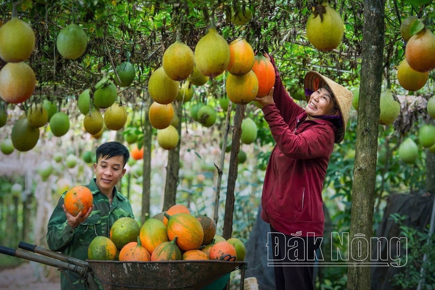 Niềm vui được mùa