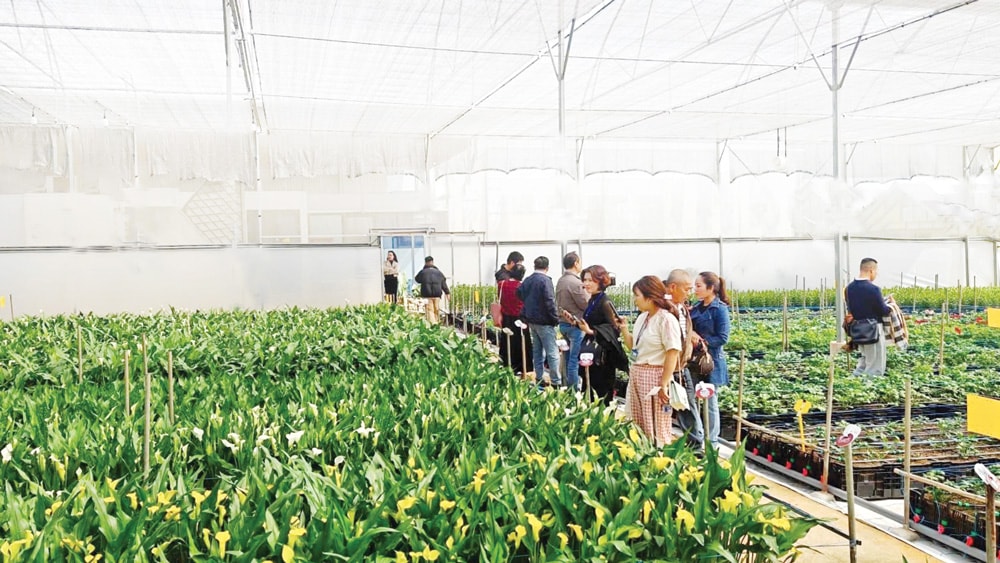Sản xuất hoa Đà Lạt ngày càng được cải tiến với nhiều hình thức