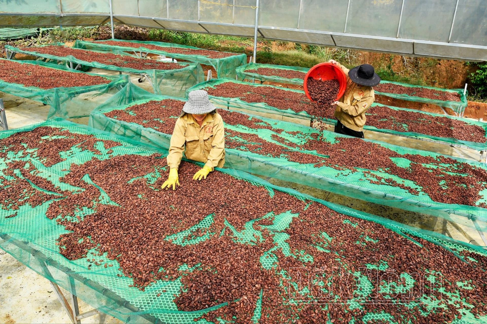 Hạt ca cao phơi trên giàn lưới của HTX nông nghiệp Krông Nô, huyện Krông Nô (Đắk Nông)