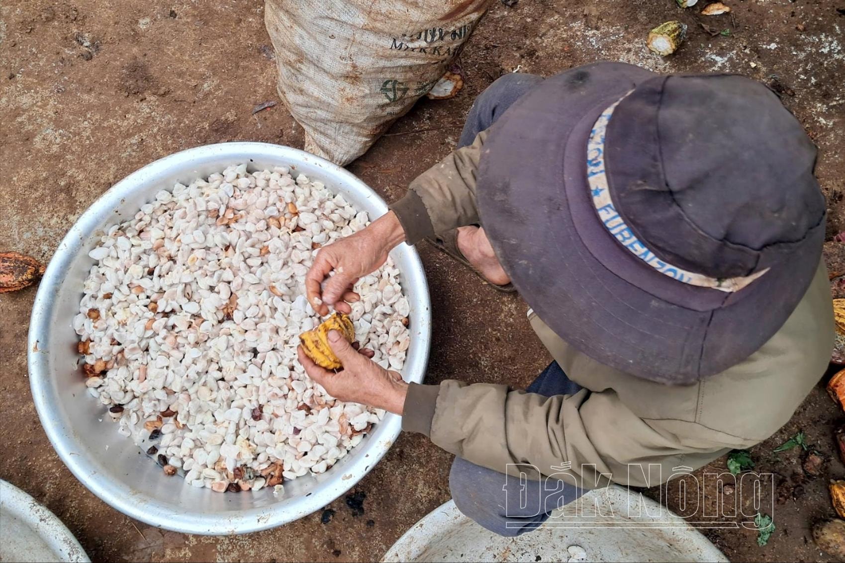 cacao-2-(1).jpg